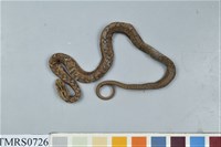 藏品(茶斑蛇)的圖片